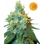 Sensi Seeds Jack Herer semena neobsahují THC 3 ks – Hledejceny.cz