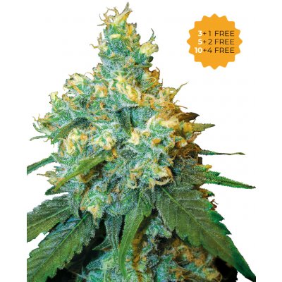 Sensi Seeds Jack Herer semena neobsahují THC 3 ks – Hledejceny.cz