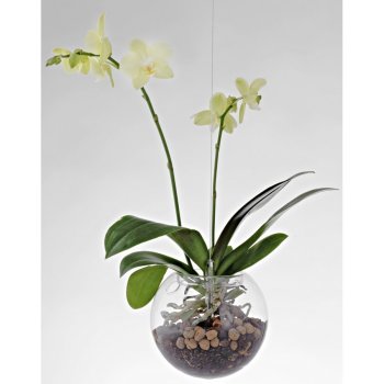 Evervit Závěsný květináč Flying Orchids 160 mm skleněný od 2 065 Kč -  Heureka.cz