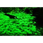 Hydrocotyle tripartita Japan – Hledejceny.cz