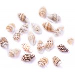 Přírodní nassa mini mušle - 10~15 x 6~9 x 6~9 mm - 1 ks – Zboží Dáma Přírodní nassa mini mušle - 10~15 x 6~9 x 6~9 mm - 1 ks – Zboží Dáma