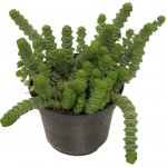 Tlustice Hottentot květináč 10,5cm – Zboží Mobilmania