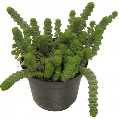 Tlustice Hottentot květináč 10,5cm – Zboží Mobilmania