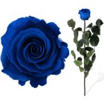 Stabilizovaná růže - tmavě modrá – Sleviste.cz