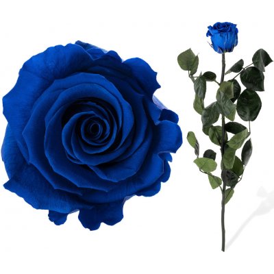 Stabilizovaná růže - tmavě modrá – Sleviste.cz