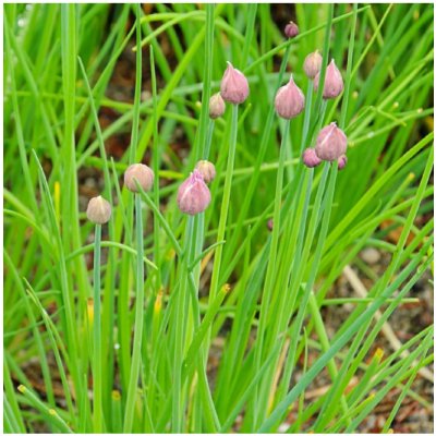 BIO Pažitka - Allium schoenoprasum L. - bio semena pažitky - 200 ks