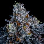 Giga Brain Auto Anesia Seeds semena neobsahují THC 5 ks – Zbozi.Blesk.cz