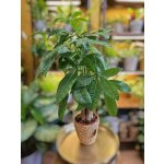 Pachira Aquatica – Zboží Dáma