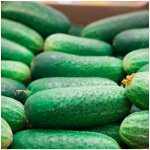 Okurka nakládačka Othello F1 - Cucumis sativus - osivo okurky - 25 ks – Sleviste.cz
