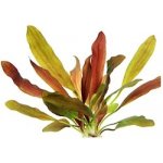 Echinodorus Red Chameleon – Hledejceny.cz