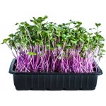 Toraf Microgreens, semínka na klíčky - Ředkvička China Rose 20g – Hledejceny.cz