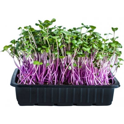 Toraf Microgreens, semínka na klíčky - Ředkvička China Rose 20g – Hledejceny.cz