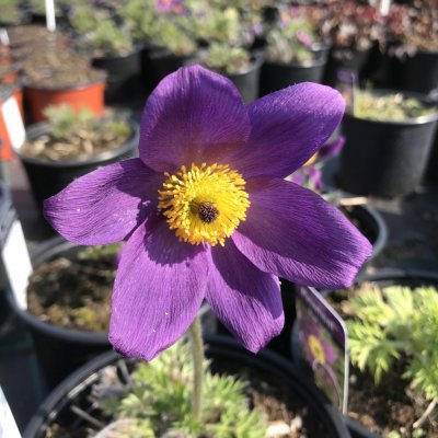 Pulsatilla vulg. 'P. Blue Violet Shades' Velikost hrnku: 0,5lčerv – Zboží Dáma
