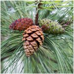Borovice těžká Pinus ponderosa prodej semen 6 ks – Hledejceny.cz