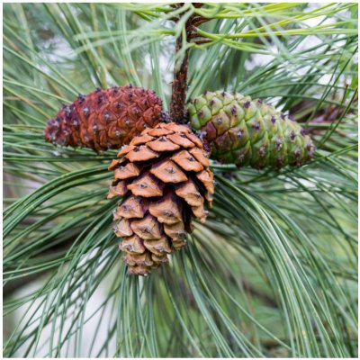 Borovice těžká - Pinus ponderosa - prodej semen - 6 ks – Hledejceny.cz