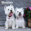 Kalendář West Highland White Terriers Square 2024