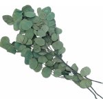 Eucalyptus populus stabilizovaný zelený, 100 g – Zboží Dáma