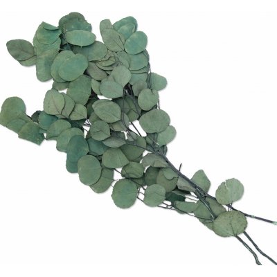 Eucalyptus populus stabilizovaný zelený, 100 g – Zboží Dáma