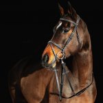 Horze Prošívaná uzdečka Constance Černá – Zboží Dáma