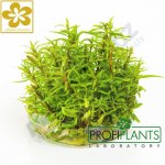 Pogostemon yatabeanus – Zboží Mobilmania