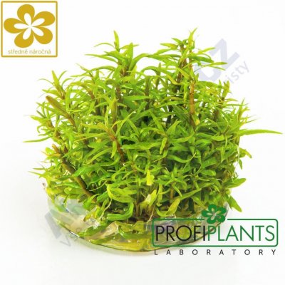Pogostemon yatabeanus – Zboží Mobilmania