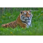 VIP prohlídka ZOO Tábor – navštivte království zvířat klidně s celou rodinou – Hledejceny.cz