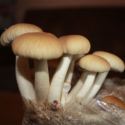 PLANTO Polnička topolová (Agrocybe aegerita) 20 ks - podhoubí na kolících PO-POT-20KS