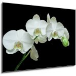 Obraz 1D - 100 x 70 cm - White orchid on black background Bílá orchidej na černém pozadí – Hledejceny.cz