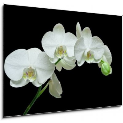 Skleněný obraz 1D - 100 x 70 cm - White orchid on black background Bílá orchidej na černém pozadí – Zboží Mobilmania