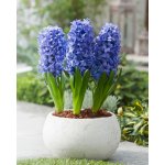 Hyacint 'Delft Blue' 3 ks – Zboží Dáma
