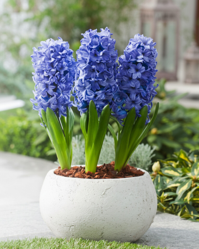 Hyacint \&#039;Delft Blue\&#039; 3 ks