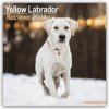 Kalendář Yellow Labrador Retriever Gelber Labrador 16 Monats 2024