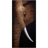 Obraz Obraz Dalmart slon 60x120cm