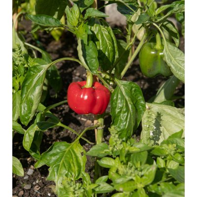 BIO Paprika Bellpepper červená - Capsicum annuum - bio semena papriky - 6 ks