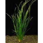 Vallisneria americana var. natans – Zboží Dáma
