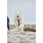 Non-stop Dogwear Postroj Line 5.0 Rachel Pohl – Zboží Dáma