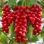 TSUGA Schizandra chinensis – Hledejceny.cz