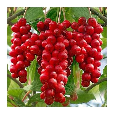 TSUGA Schizandra chinensis – Hledejceny.cz