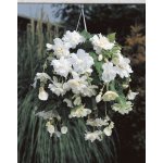 Begónie převislá 'Pendula white' 2 ks Velikost hlízy: 5/6 – Zboží Dáma