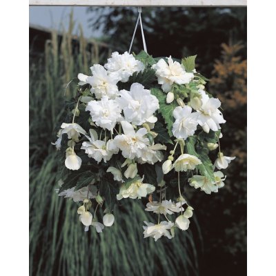 Begónie převislá 'Pendula white' 2 ks Velikost hlízy: 5/6 – Zboží Dáma