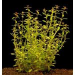 Ludwigia arcuata - Zakulacenka obloukovitá – Zboží Dáma