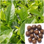 CAMELLIA SINENSIS – ČAJOVNÍK ČÍNSKÝ (3 SEMENA) – Zbozi.Blesk.cz