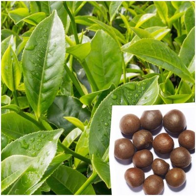 CAMELLIA SINENSIS – ČAJOVNÍK ČÍNSKÝ (3 SEMENA) – Zbozi.Blesk.cz