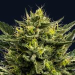 Anesia Seeds Wham Boom semena neobsahují THC 3 ks – Hledejceny.cz