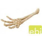 Europet Bernina Aqua Della Skeleton Hand 26,8x9,4x4,5 cm – Zboží Dáma