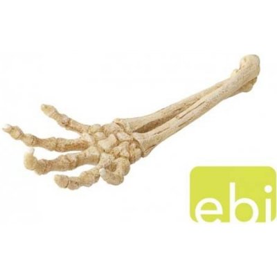 Europet Bernina Aqua Della Skeleton Hand 26,8x9,4x4,5 cm – Zboží Mobilmania
