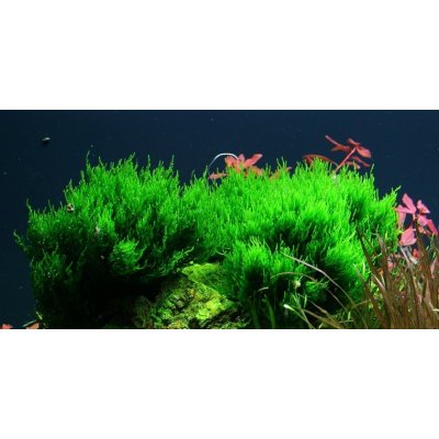 Taxiphyllum sp. Flame Moss 7 cm – Zboží Dáma