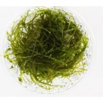 Taxiphyllum alternans - Taiwan moss – Zboží Dáma