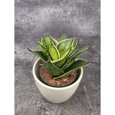 Sansevieria Hahnii Superba – Zboží Dáma