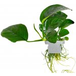Anubias barteri caladiifolia – Zboží Dáma